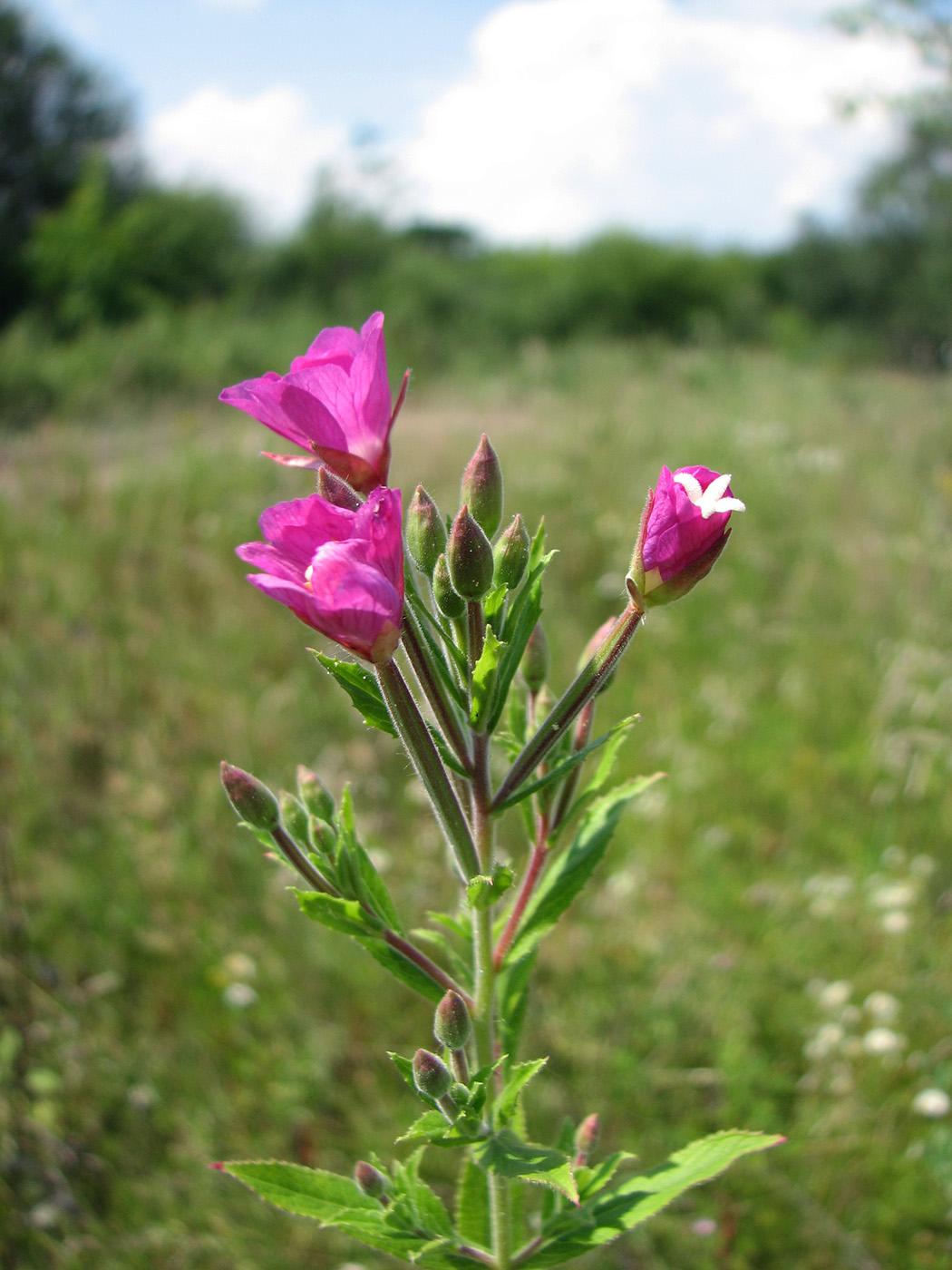 Изображение особи Epilobium hirsutum.