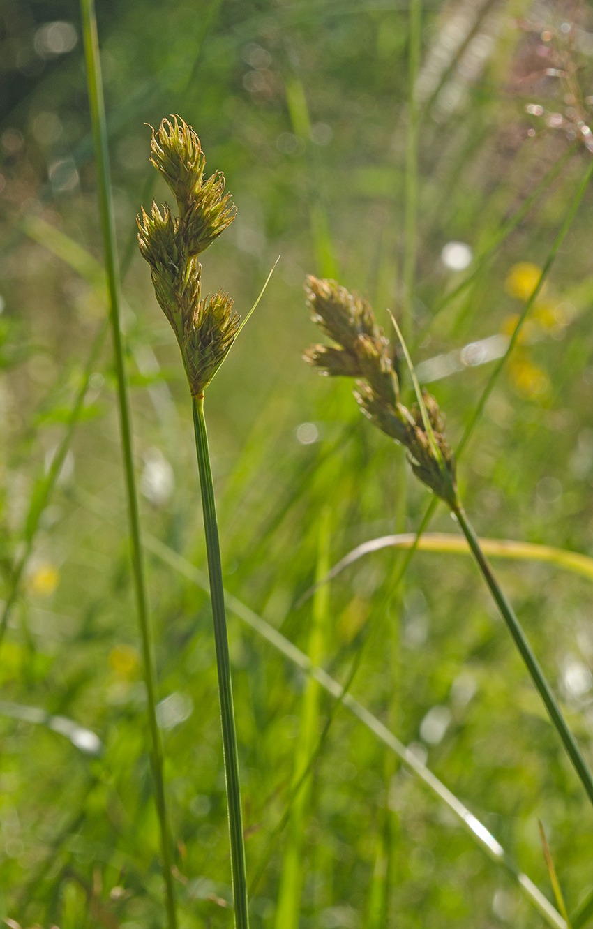 Изображение особи Carex leporina.