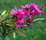 Weigela hybrida