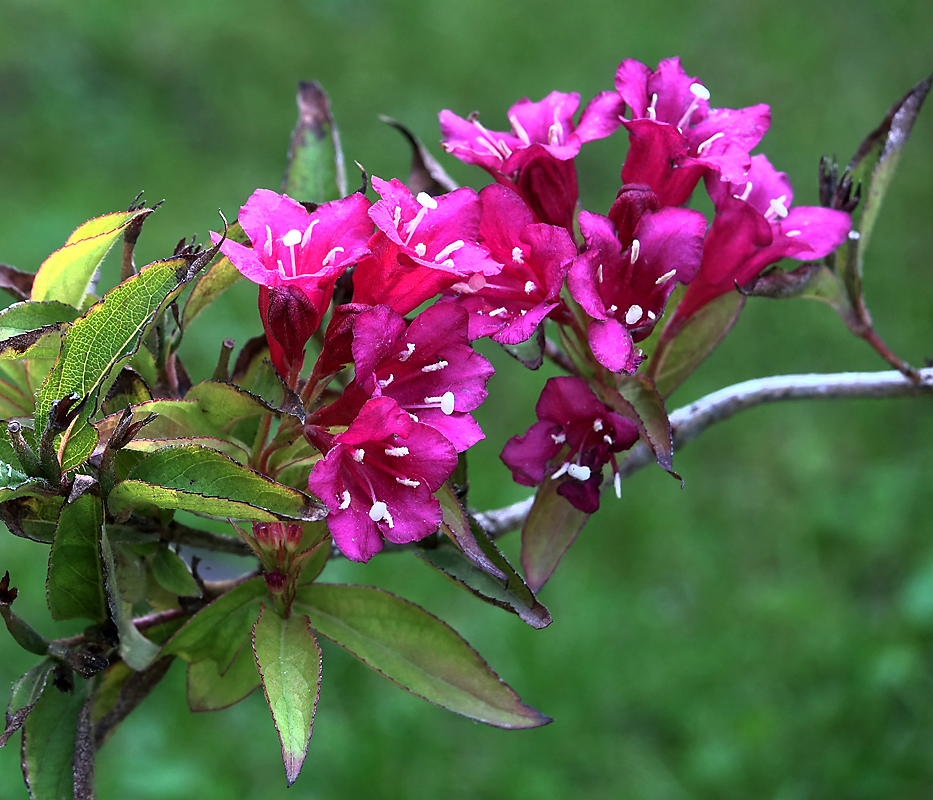 Image of Weigela hybrida specimen.