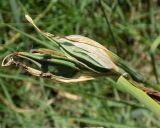 Iris halophila