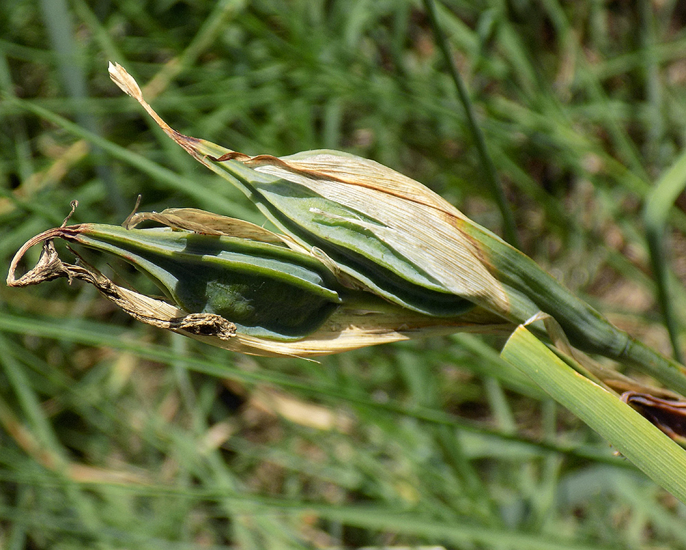 Image of Iris halophila specimen.