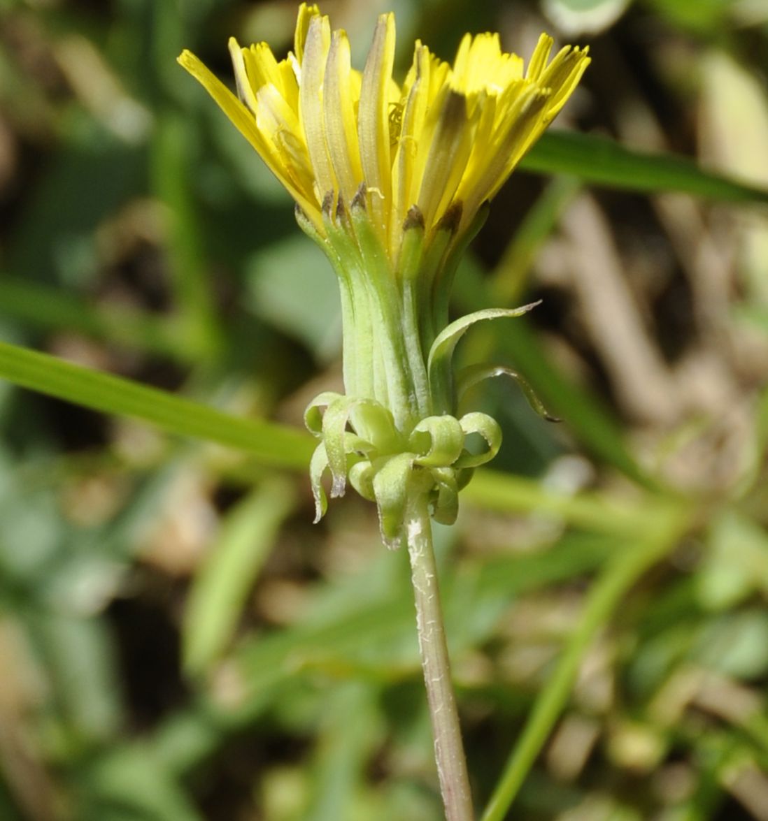 Изображение особи род Taraxacum.