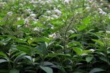 Lysimachia clethroides