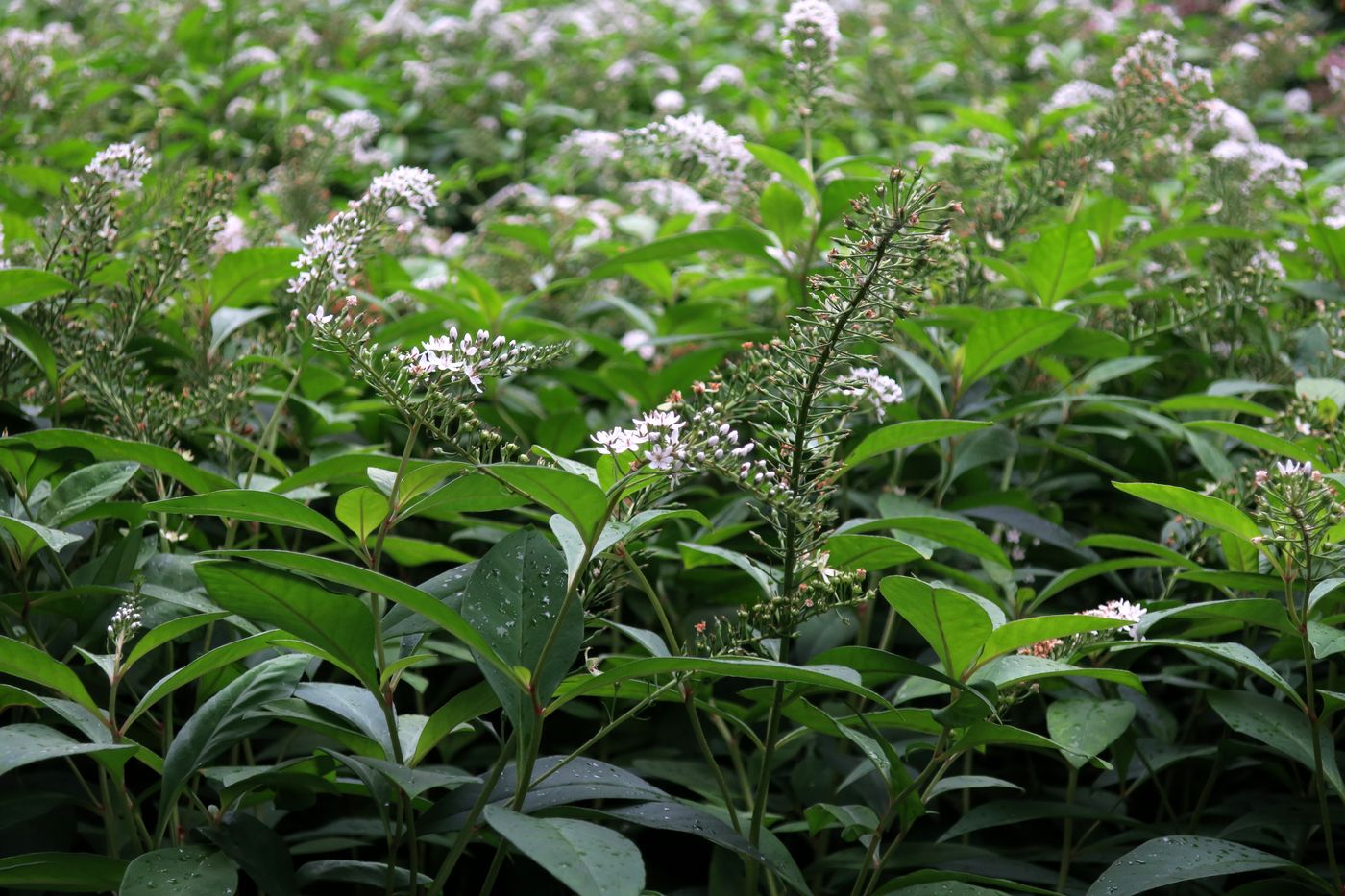 Image of Lysimachia clethroides specimen.