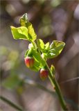 Vaccinium myrtillus. Верхушка побега с бутонами. Псковская обл., Себежский р-н, сосновый лес. 30.04.2018.