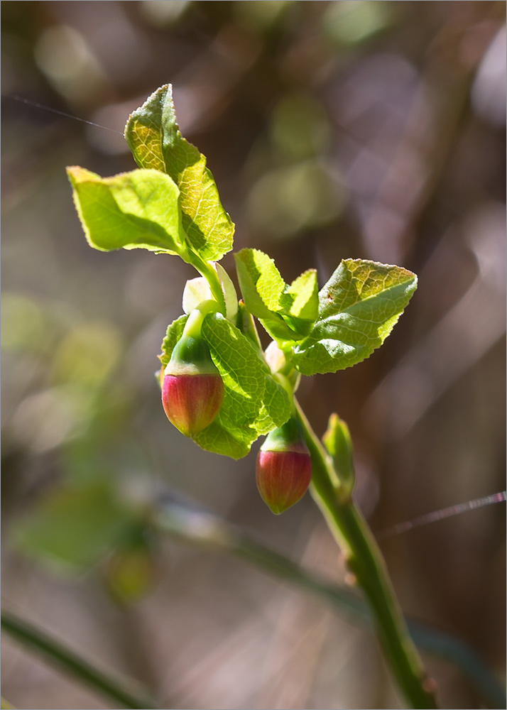 Изображение особи Vaccinium myrtillus.