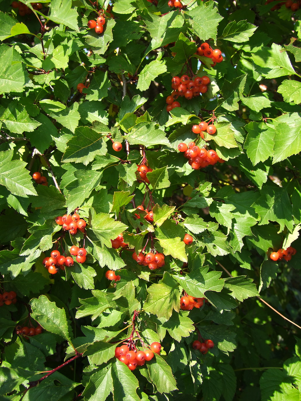 Изображение особи Crataegus dahurica.