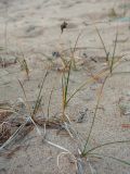 Carex arenaria