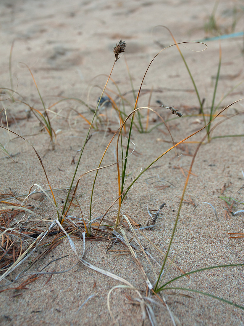 Image of Carex arenaria specimen.