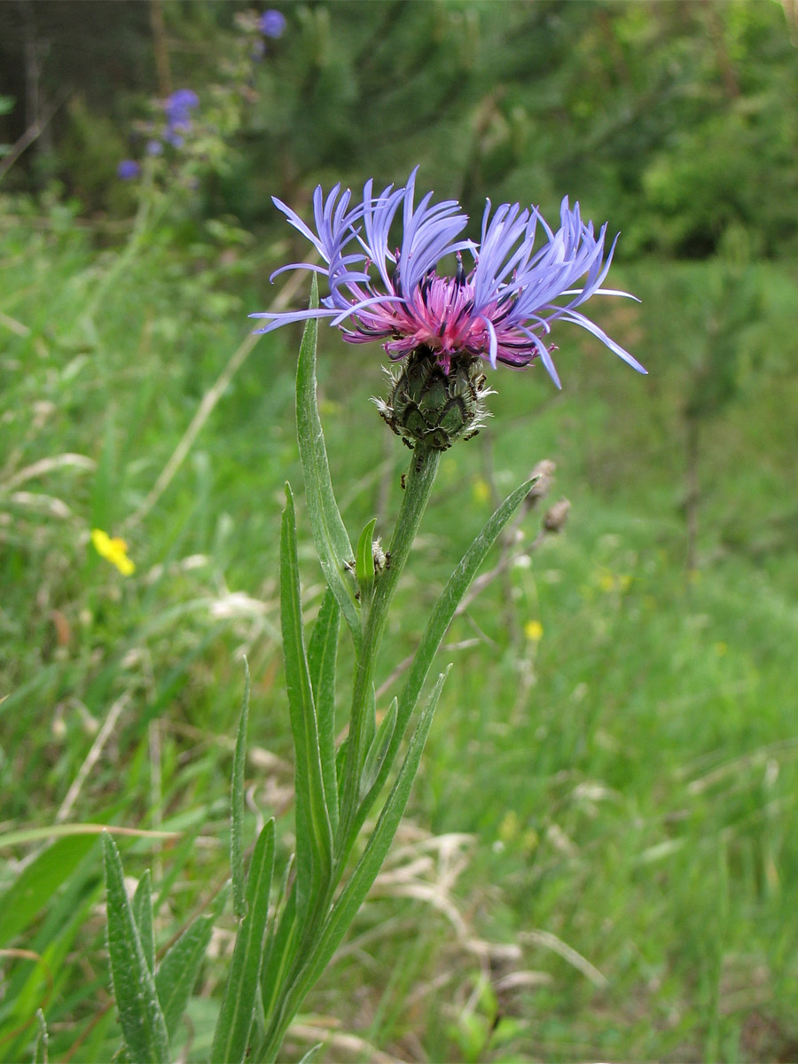 Image of Centaurea stricta specimen.