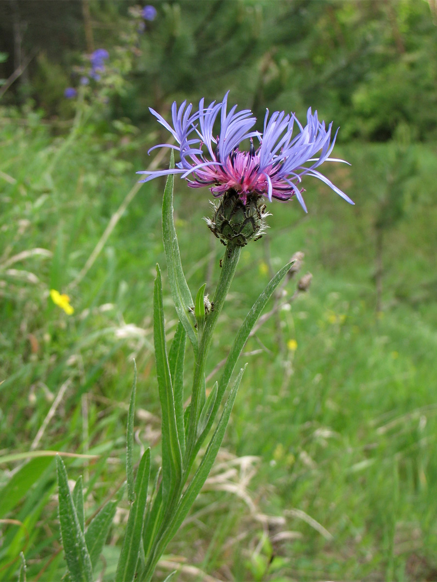 Изображение особи Centaurea stricta.