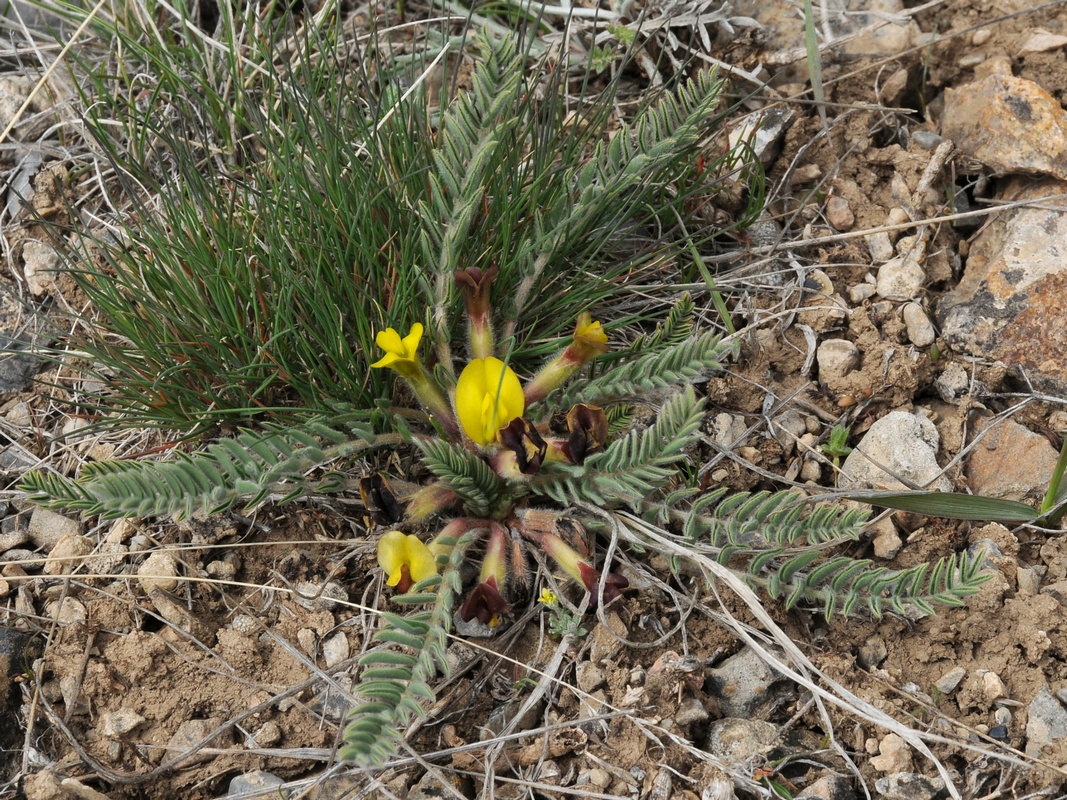 Image of Astragalus atrovinosus specimen.