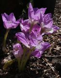 Colchicum speciosum