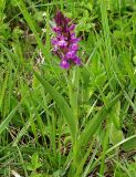 Dactylorhiza urvilleana