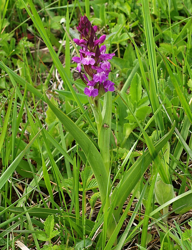 Изображение особи Dactylorhiza urvilleana.