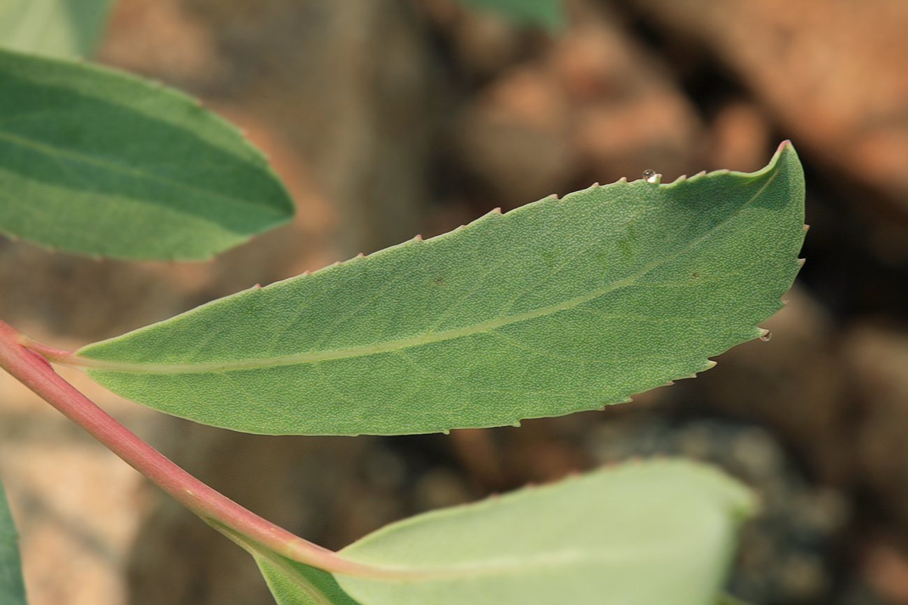 Изображение особи Chosenia arbutifolia.