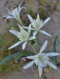 Pancratium maritimum. Цветки. Кипр, г. Айа-Напа, центральная часть пляжной зоны Нисси-Бич, охраняемая зона с растущими на ней эндемиками. 09.10.2018.