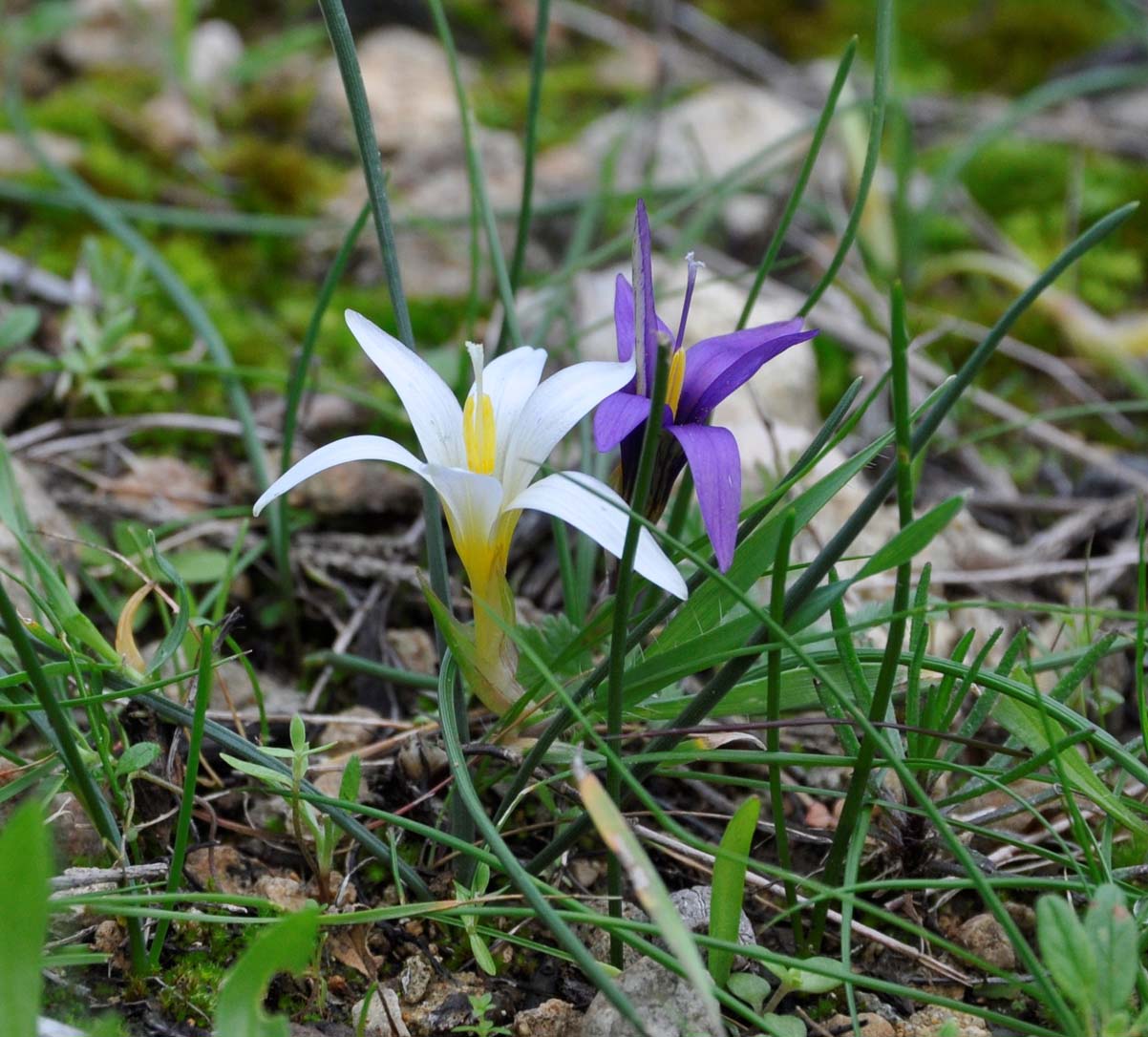 Image of Romulea tempskyana specimen.