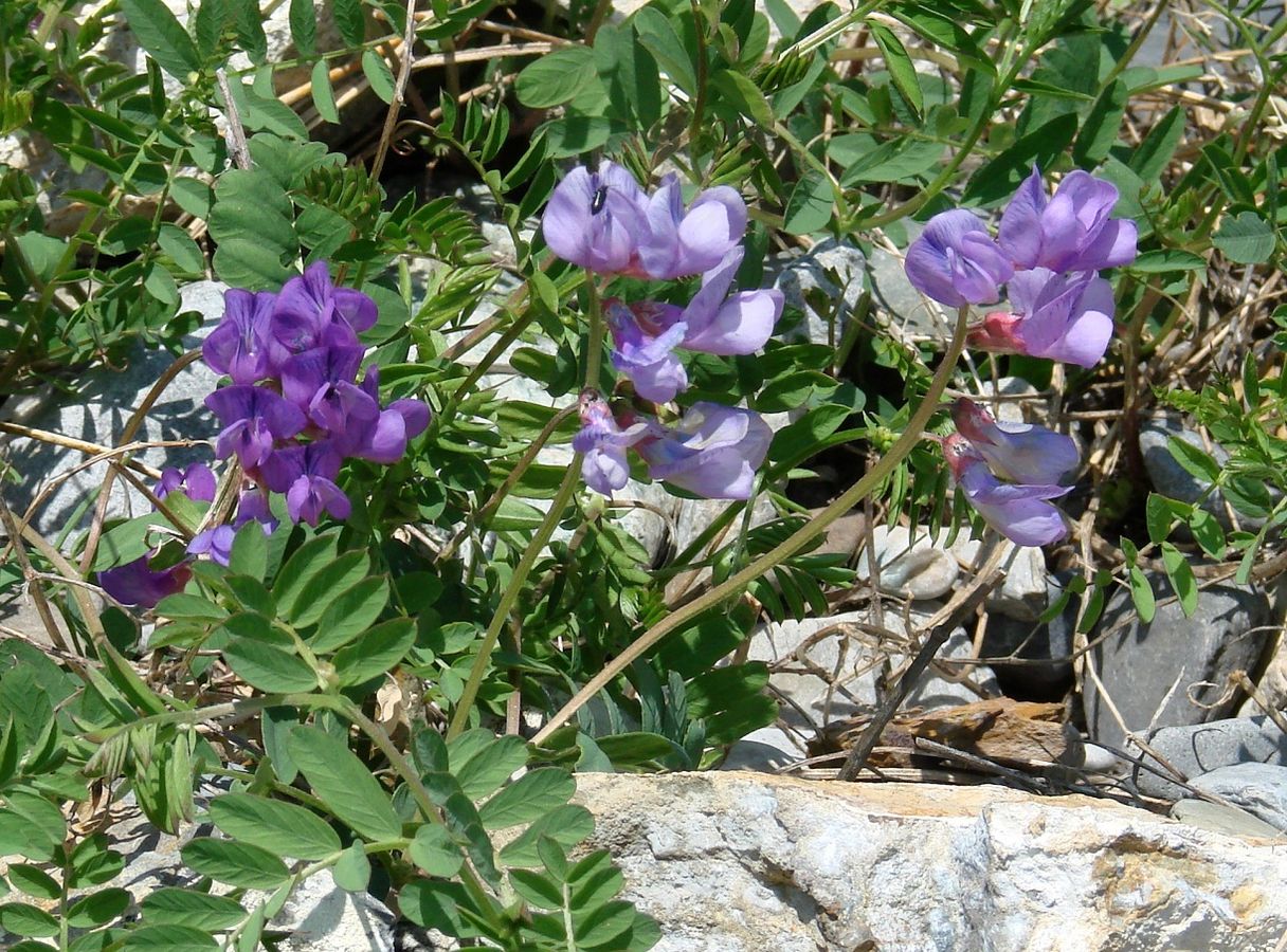 Изображение особи Vicia olchonensis.