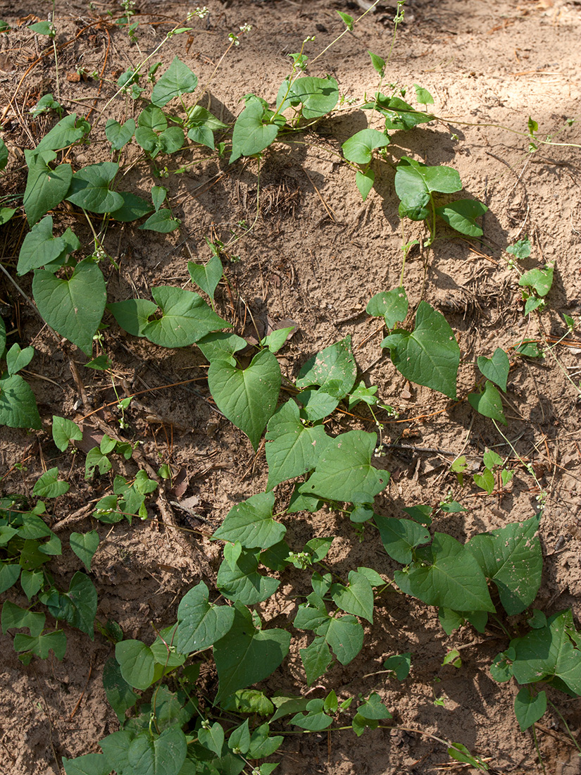 Image of Fallopia convolvulus specimen.