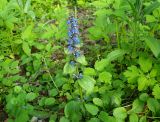 Ajuga reptans. Верхушка цветущего растения. Московская обл., Раменский р-н, пос. Ильинский, на заросшей травой улице под березами. 28.05.2017.