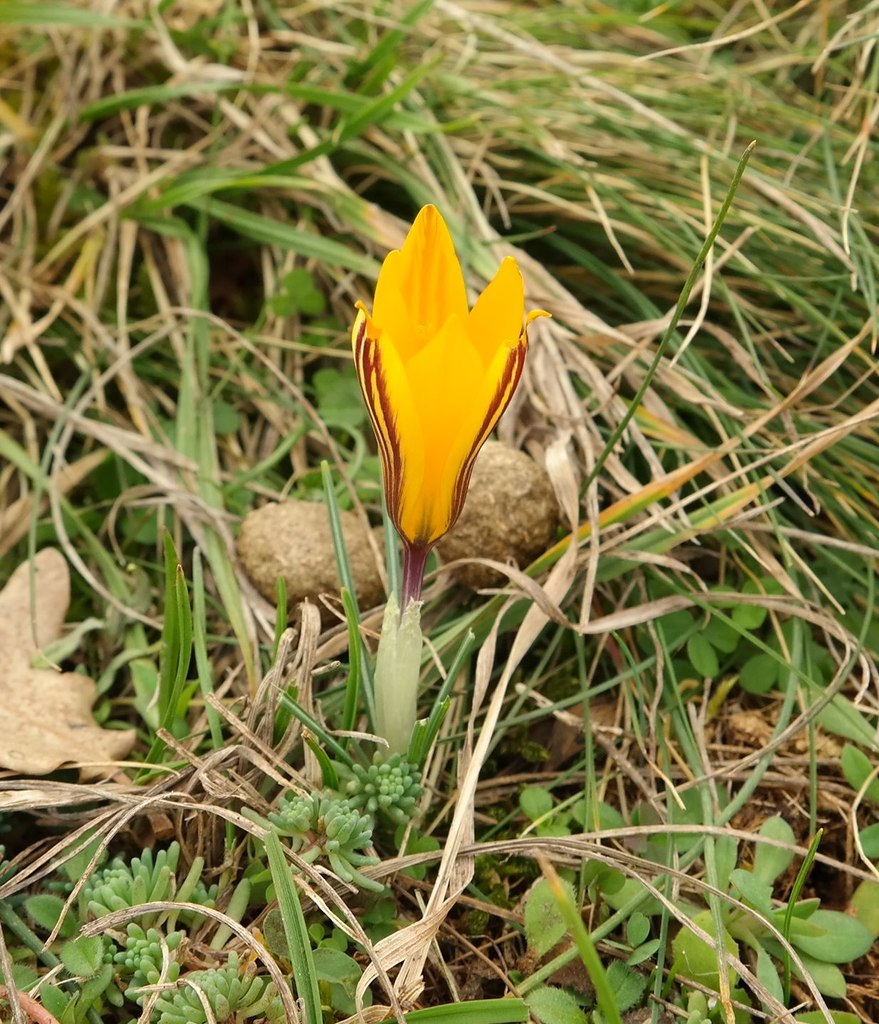 Изображение особи Crocus angustifolius.