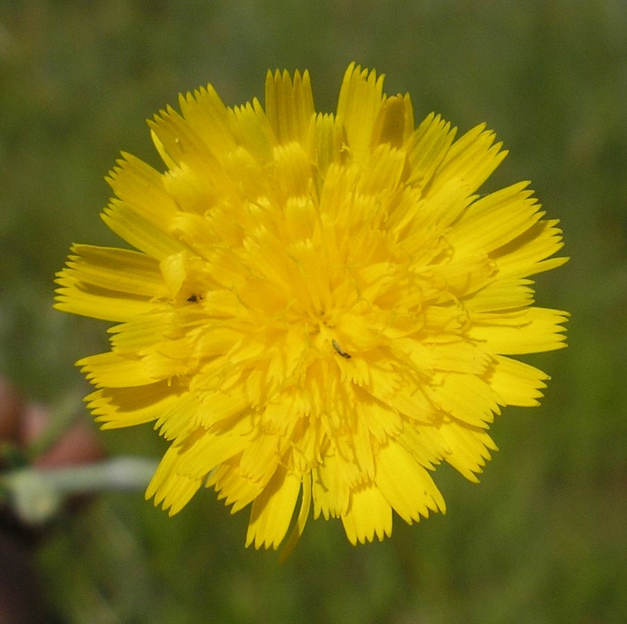 Image of Pilosella echioides specimen.