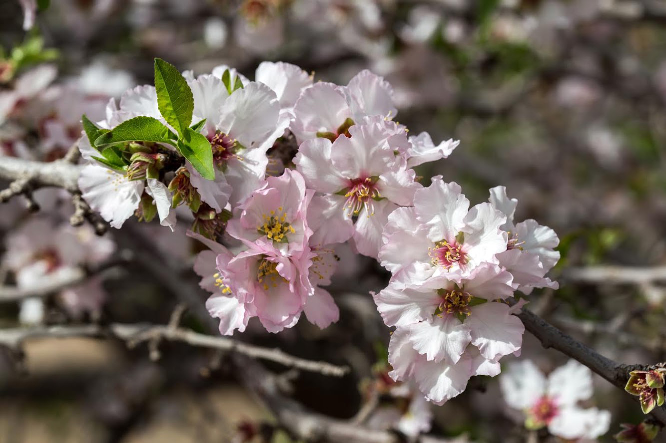 Изображение особи Amygdalus communis.