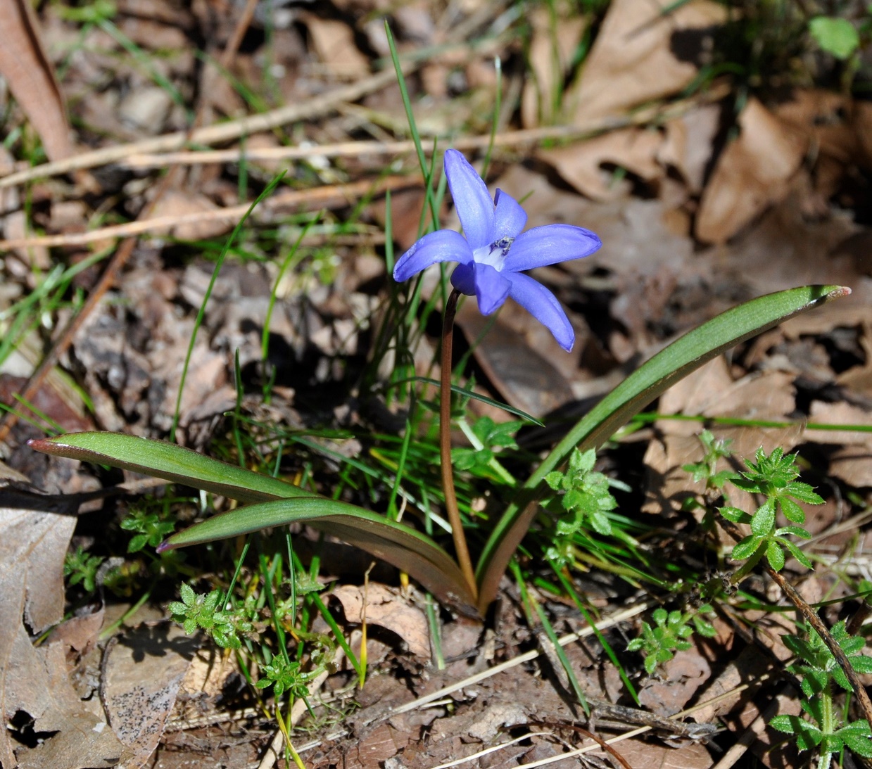 Изображение особи Chionodoxa lochiae.