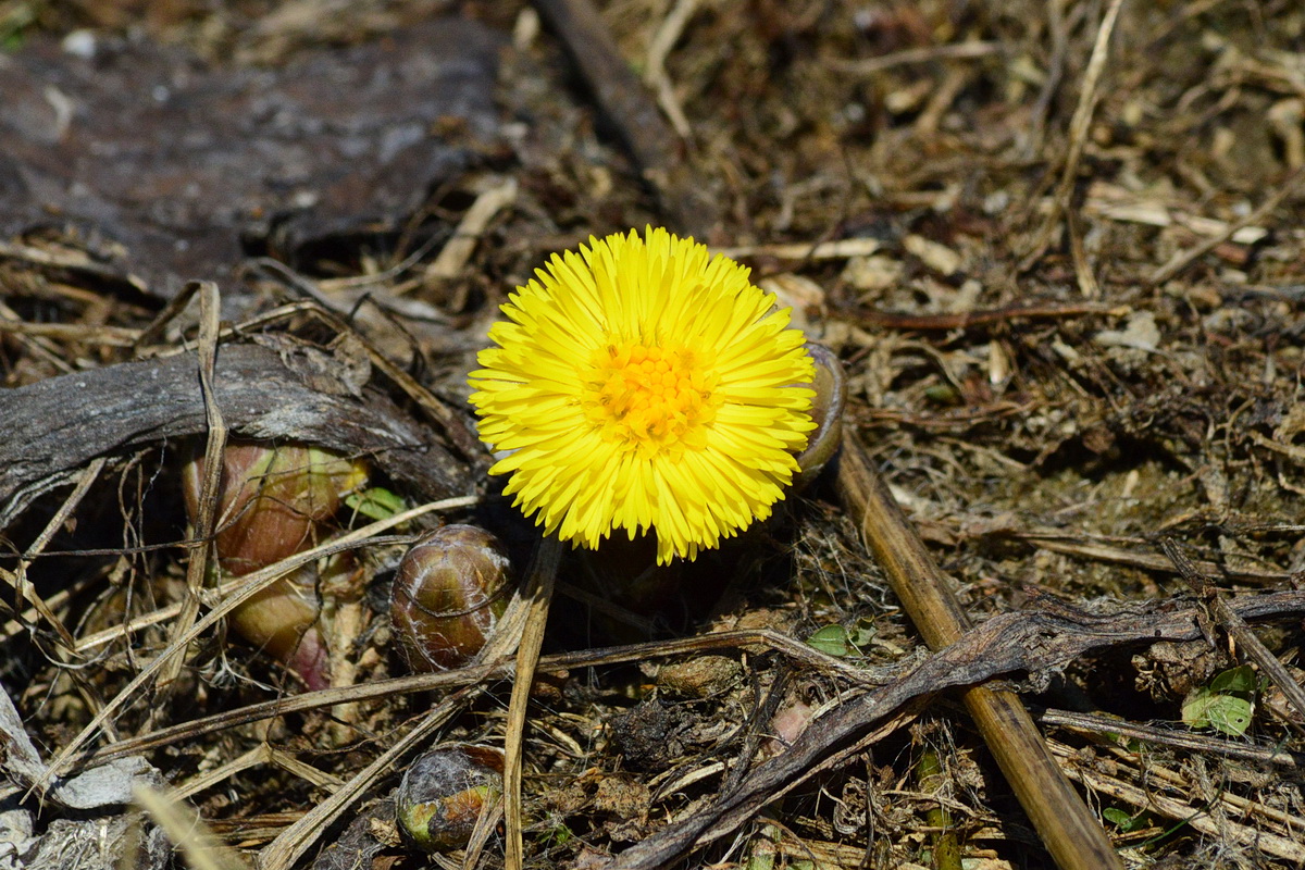 Image of Tussilago farfara specimen.