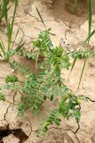 Astragalus guttatus