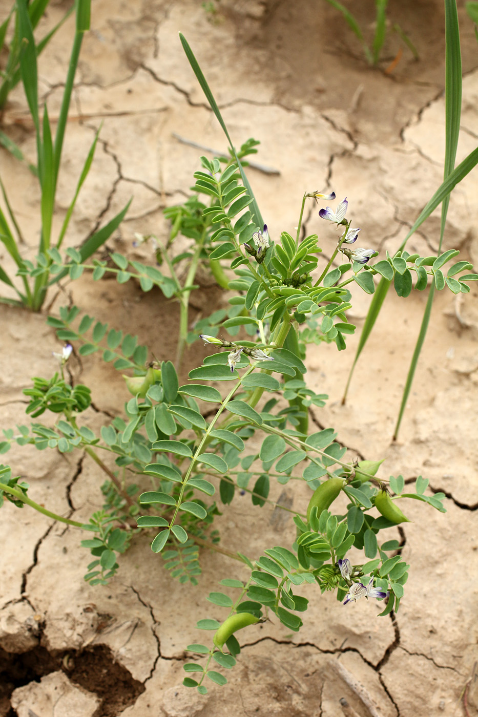 Изображение особи Astragalus guttatus.