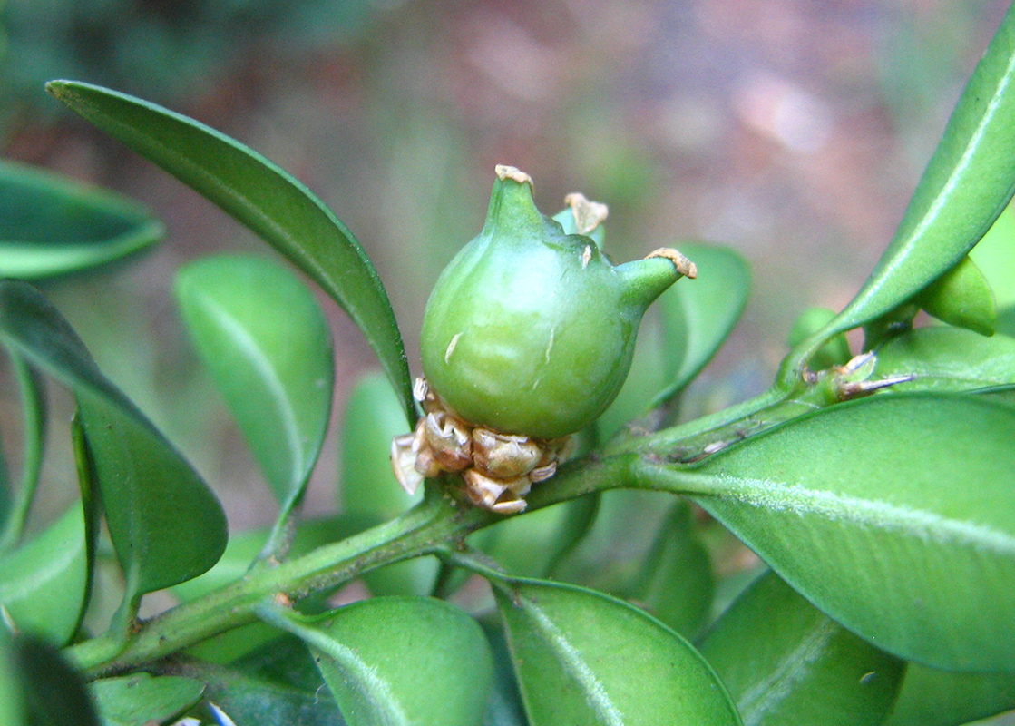 Image of Buxus sempervirens specimen.