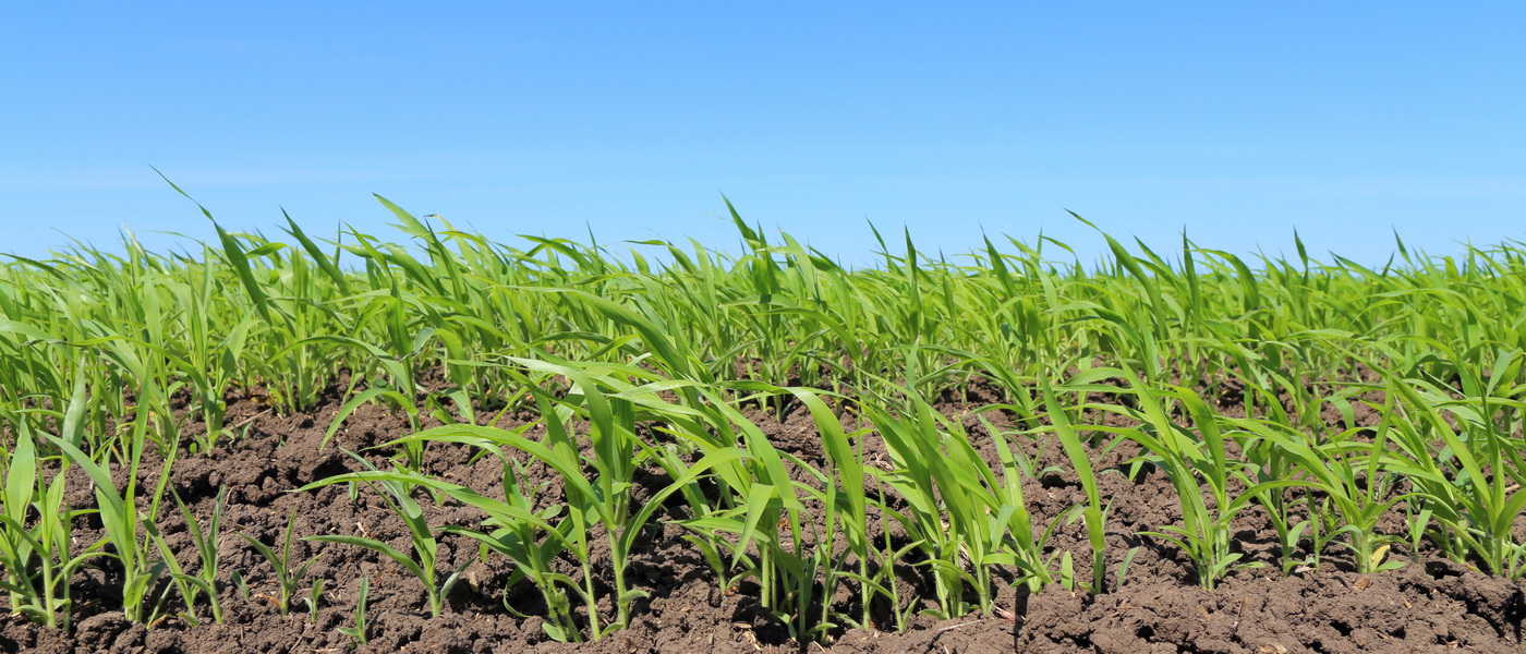 Изображение особи Panicum miliaceum.