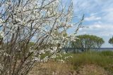 Prunus cerasifera