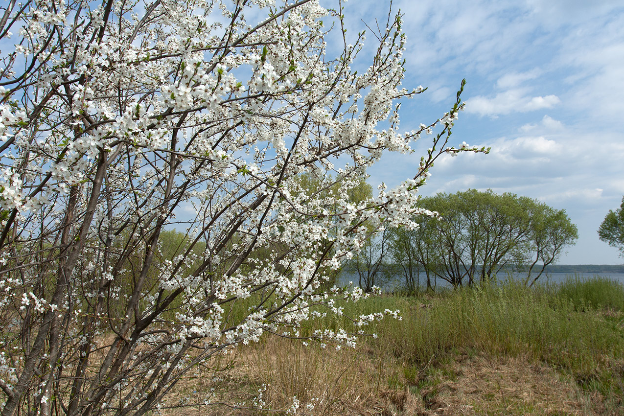 Image of Prunus cerasifera specimen.