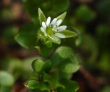 Stellaria media