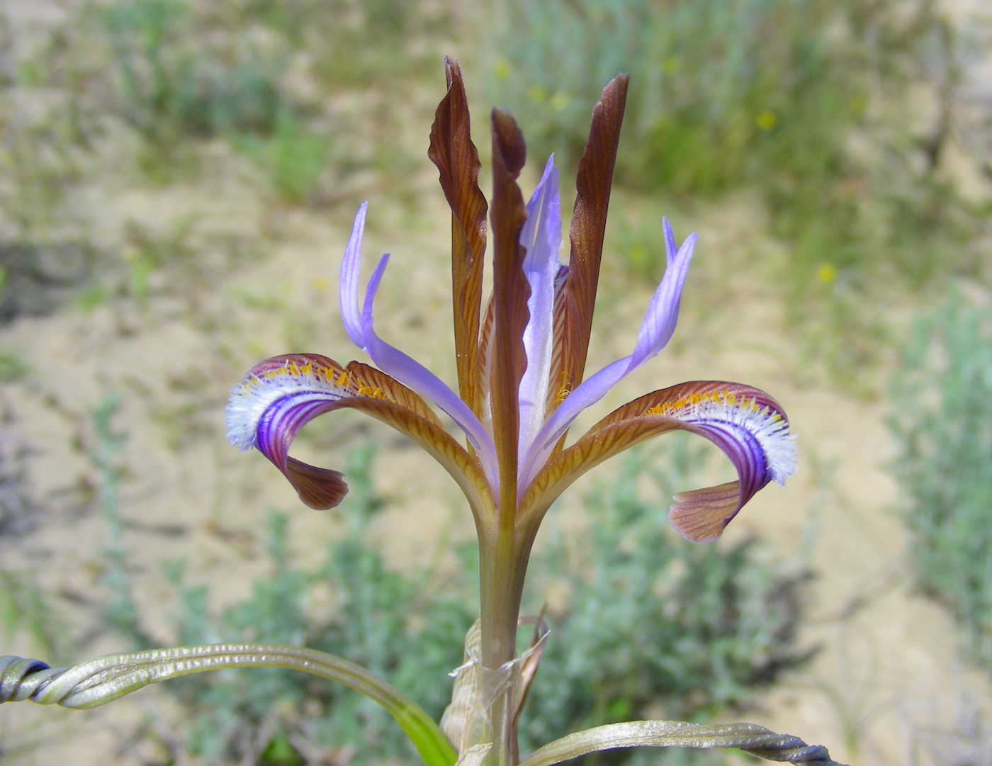 Image of Iris longiscapa specimen.