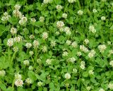 Trifolium repens. Соцветия и листья. Казахстан, Восточно-Казахстанская обл.; Западный Алтай, скл. Ульбинского хребта, окр. с. Ушановское, горный луг. 14.06.2019.