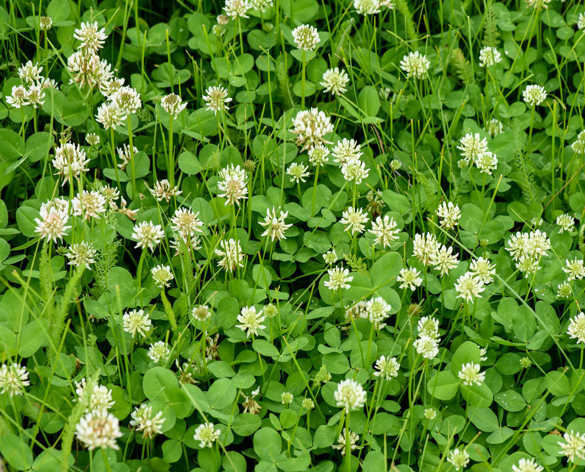 Image of Trifolium repens specimen.