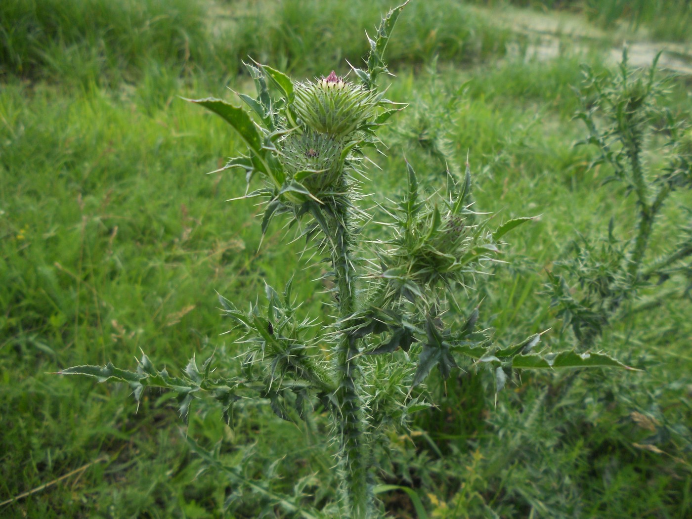 Изображение особи Carduus acanthoides.