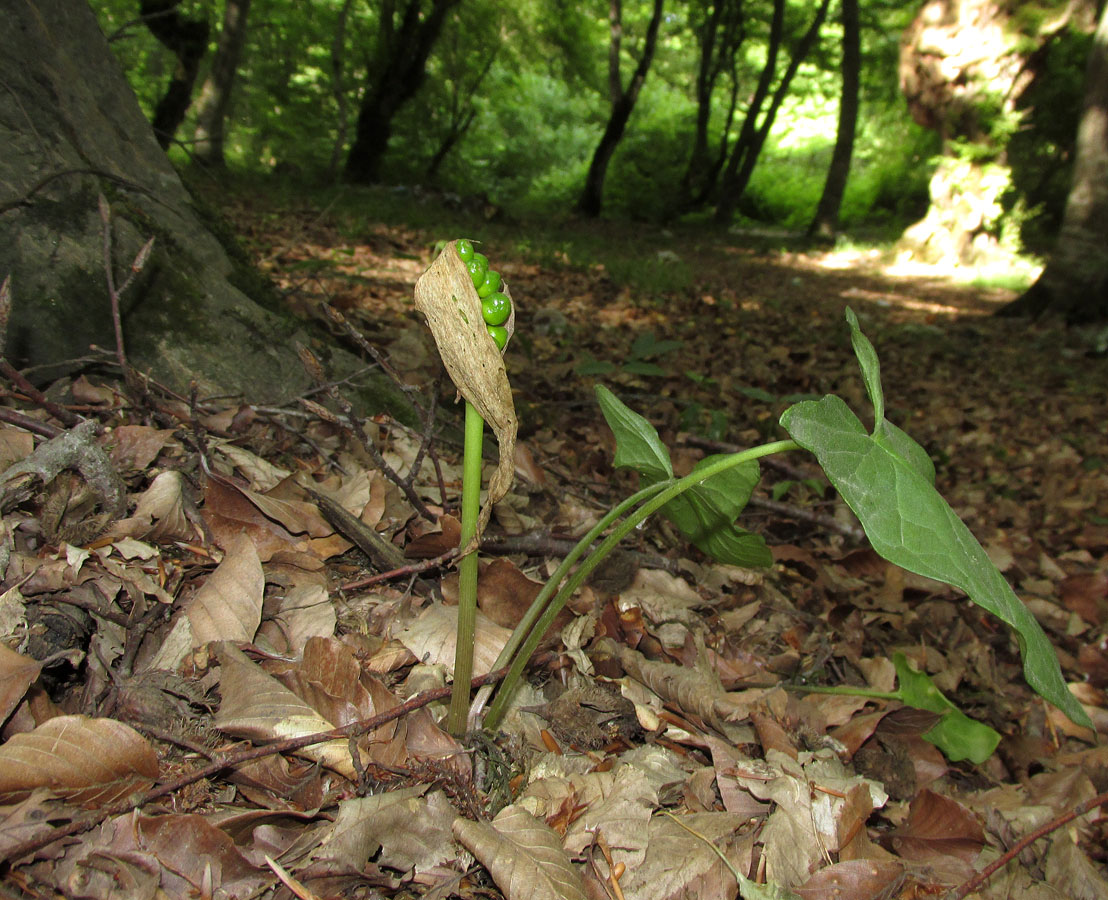 Image of Arum amoenum specimen.