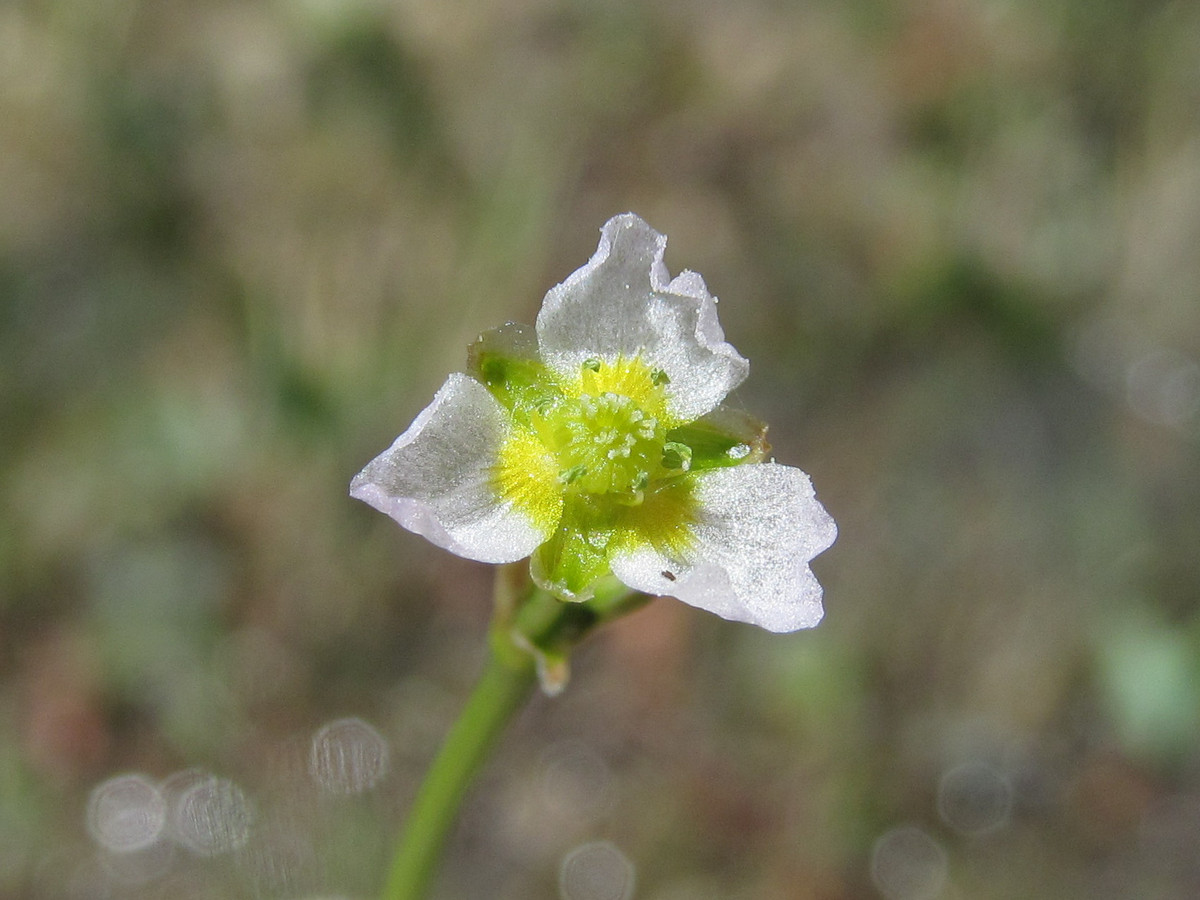 Image of Alisma gramineum specimen.