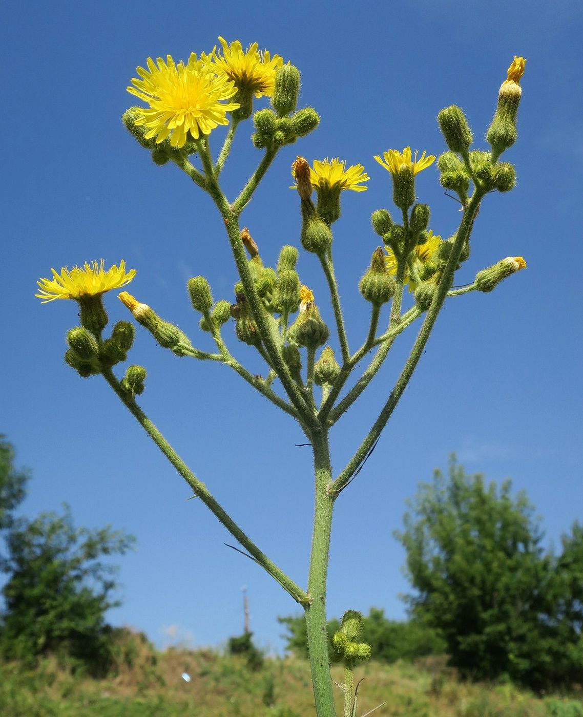 Изображение особи Sonchus palustris.