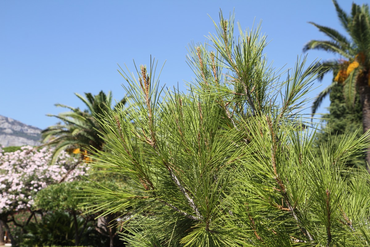 Image of Pinus halepensis specimen.