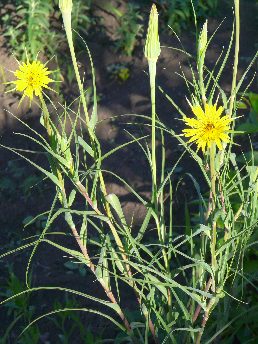 Изображение особи Tragopogon dubius ssp. major.