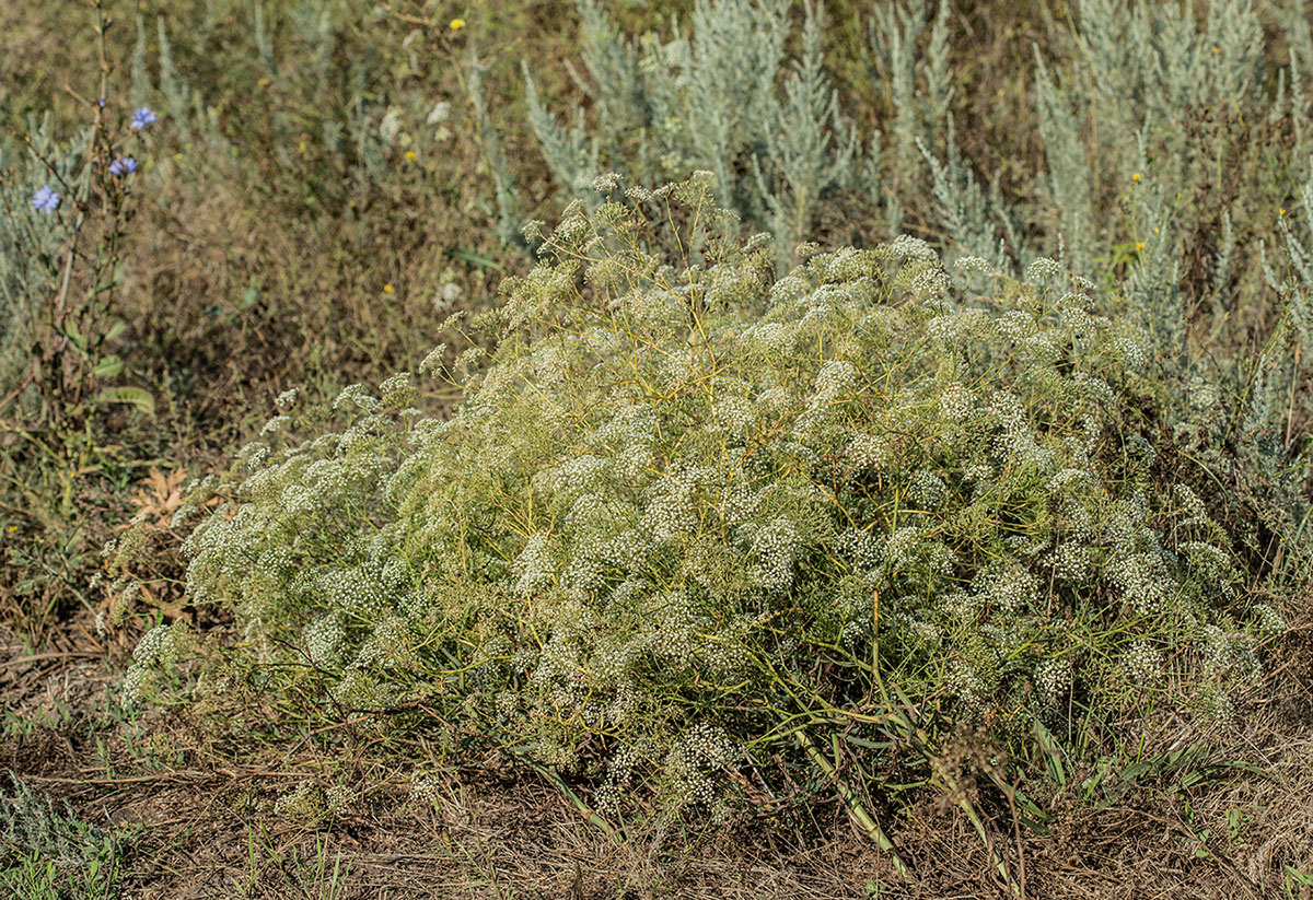 Изображение особи Falcaria vulgaris.