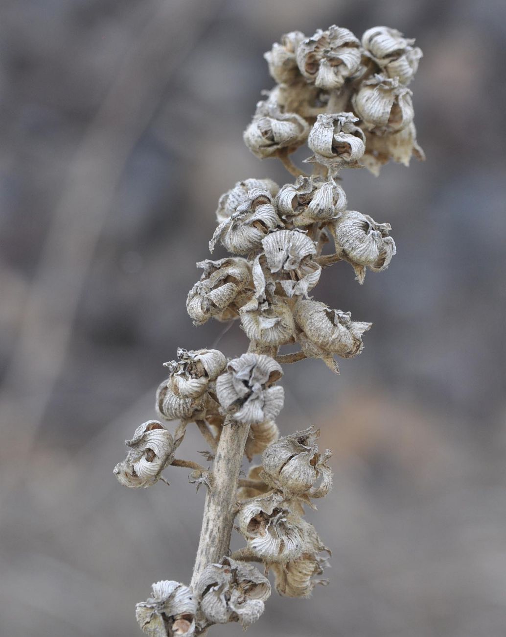 Изображение особи семейство Malvaceae.