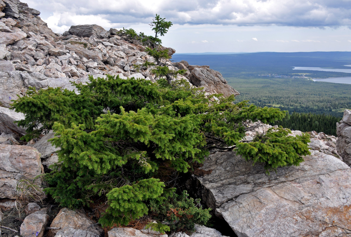 Изображение особи Picea obovata.